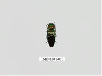 藏品(菲律賓產昆蟲)的圖片